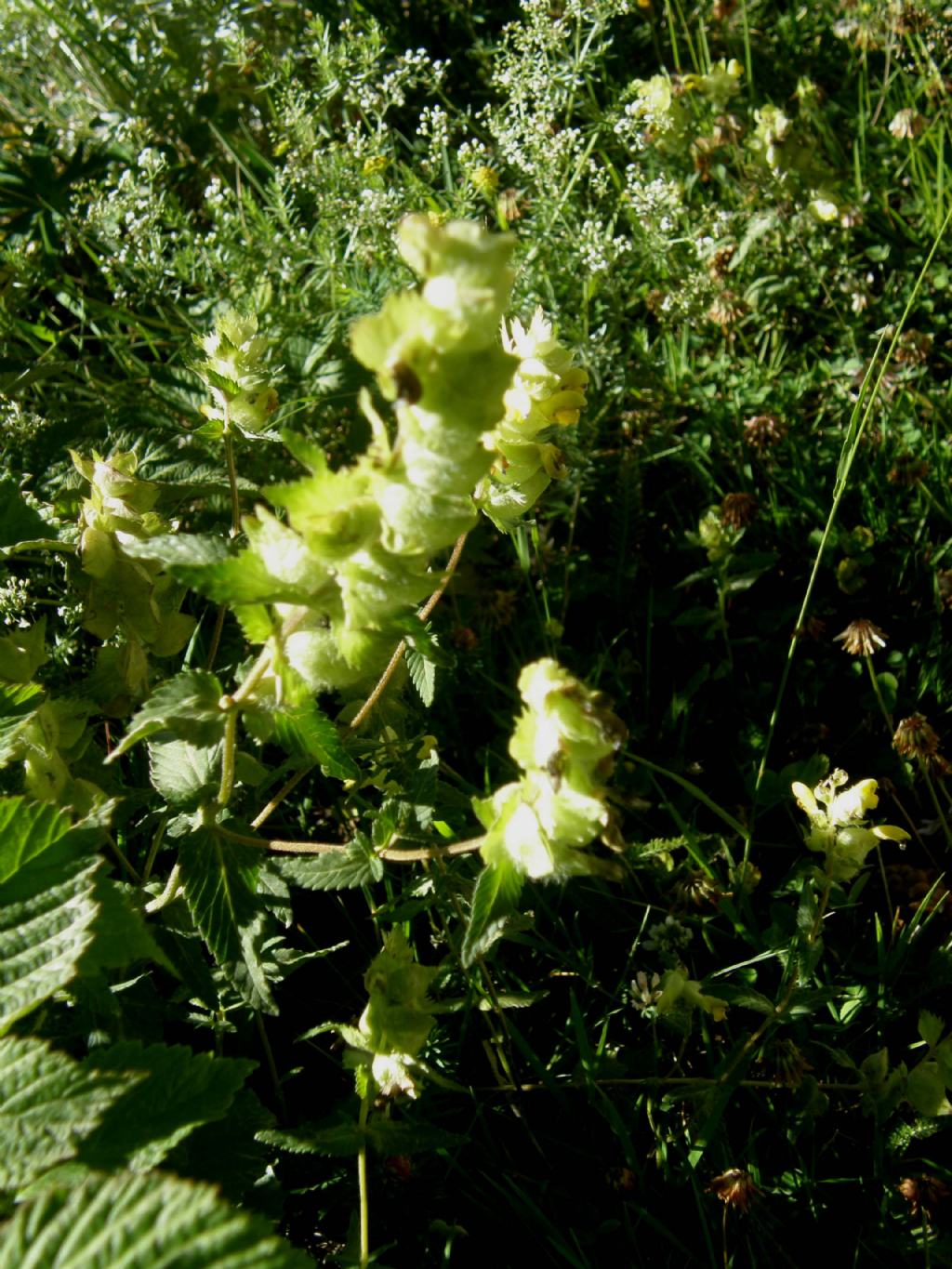 Troppo giallo al sole - Rhinanthus cfr. alectorolophus (Lamiales - Orobanchaceae)