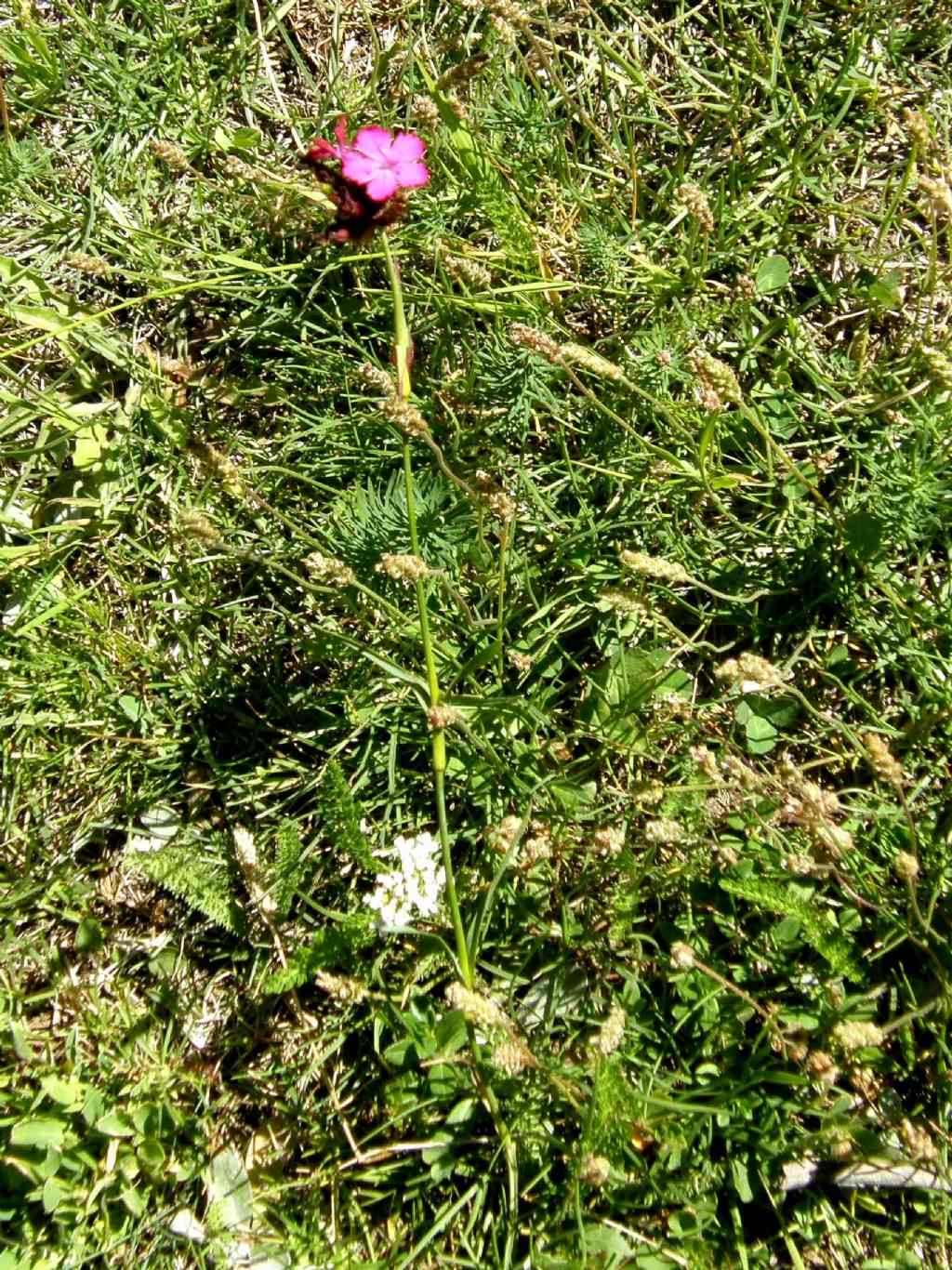 Dianthus carthusianorum (Caryophyllaceae)