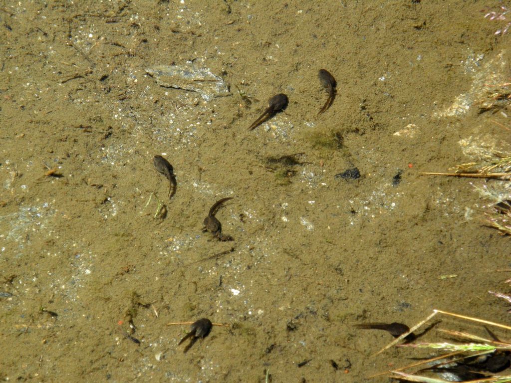 Girini - Rana temporaria