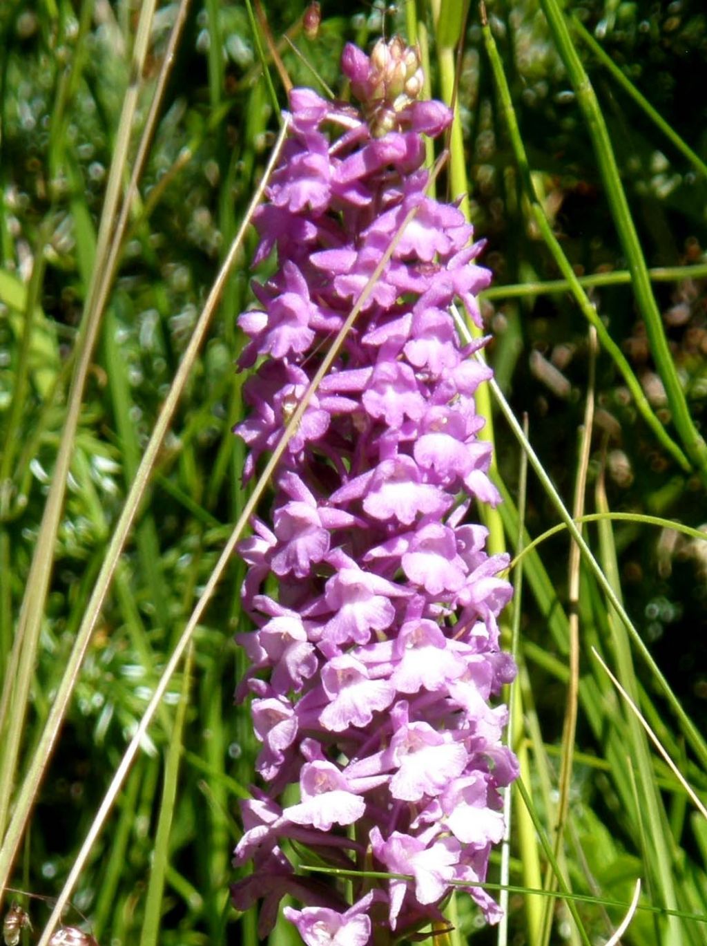 Orchidea valdostana:  Gymnadenia conopsea