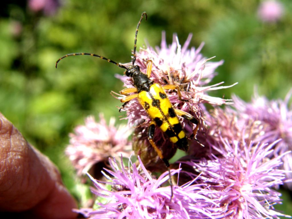 Giallo e nero,...solo o in compagnia:  Rutpela maculata (Cerambycidae)