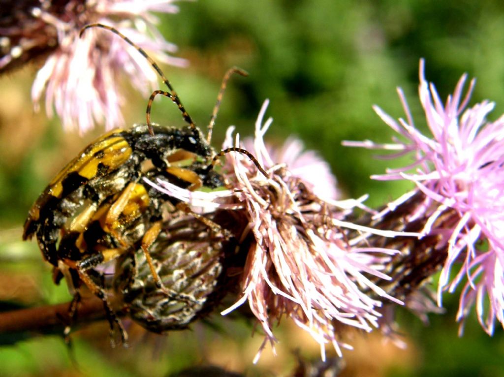 Giallo e nero,...solo o in compagnia:  Rutpela maculata (Cerambycidae)