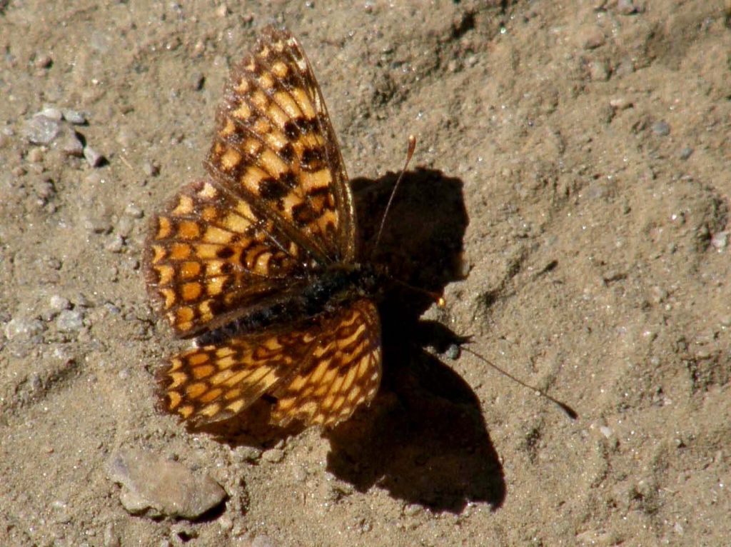 Farfalla ...alpina