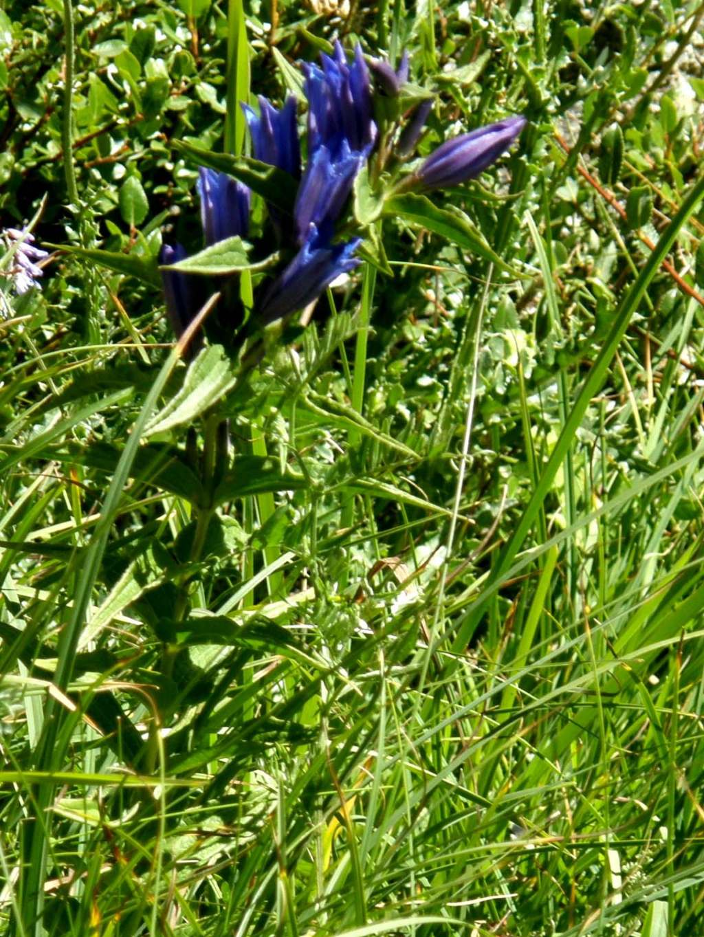 Gentiana asclepiadea