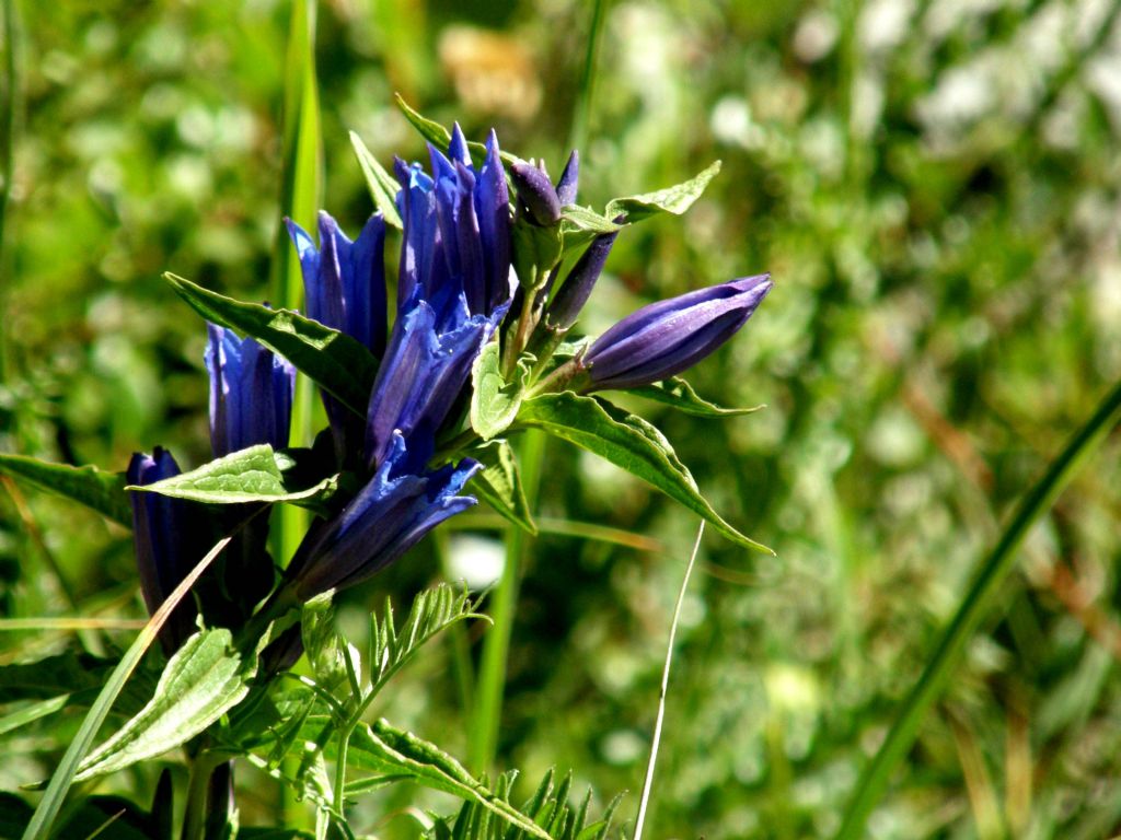 Gentiana asclepiadea