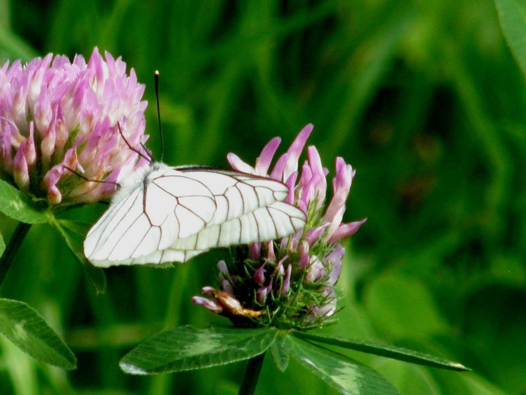 Una farfalla bianca da identificare