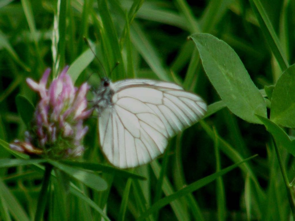 Una farfalla bianca da identificare