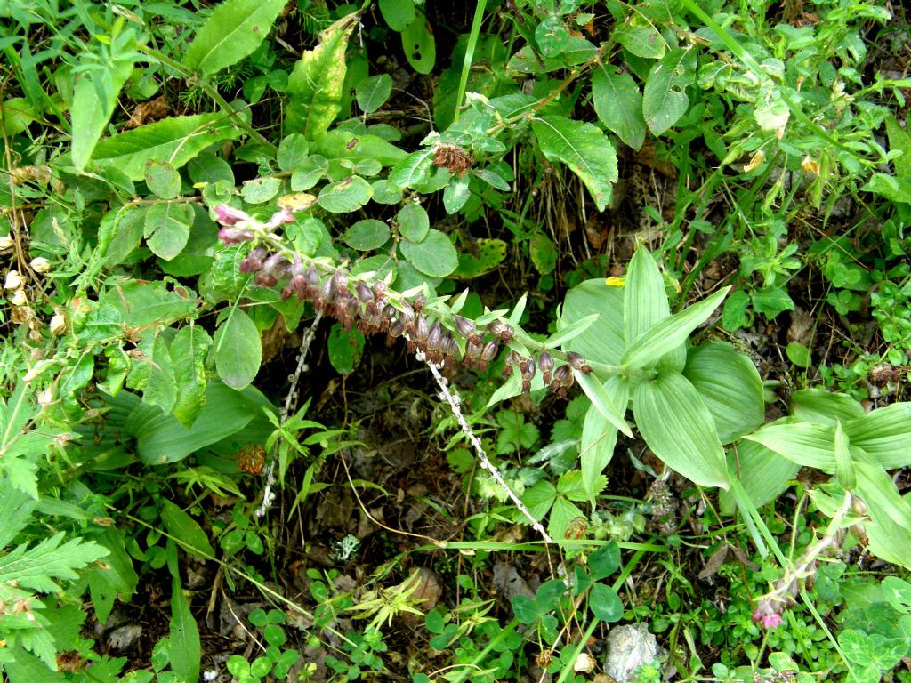 E'' un''orchidea?  S,  Epipactis atrorubens