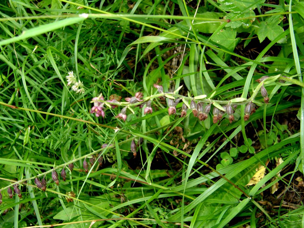 E'' un''orchidea?  S,  Epipactis atrorubens