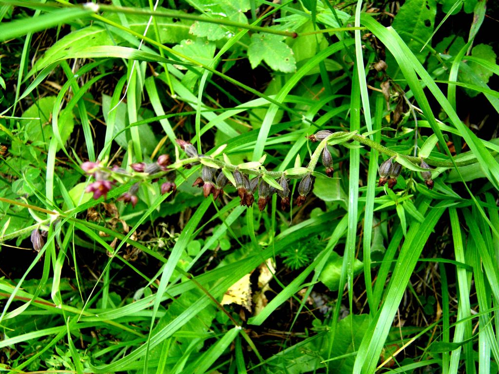 E'' un''orchidea?  S,  Epipactis atrorubens