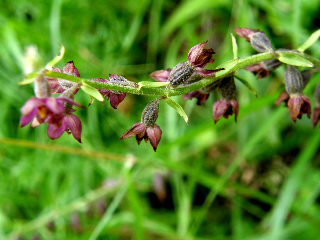 E'' un''orchidea?  S,  Epipactis atrorubens