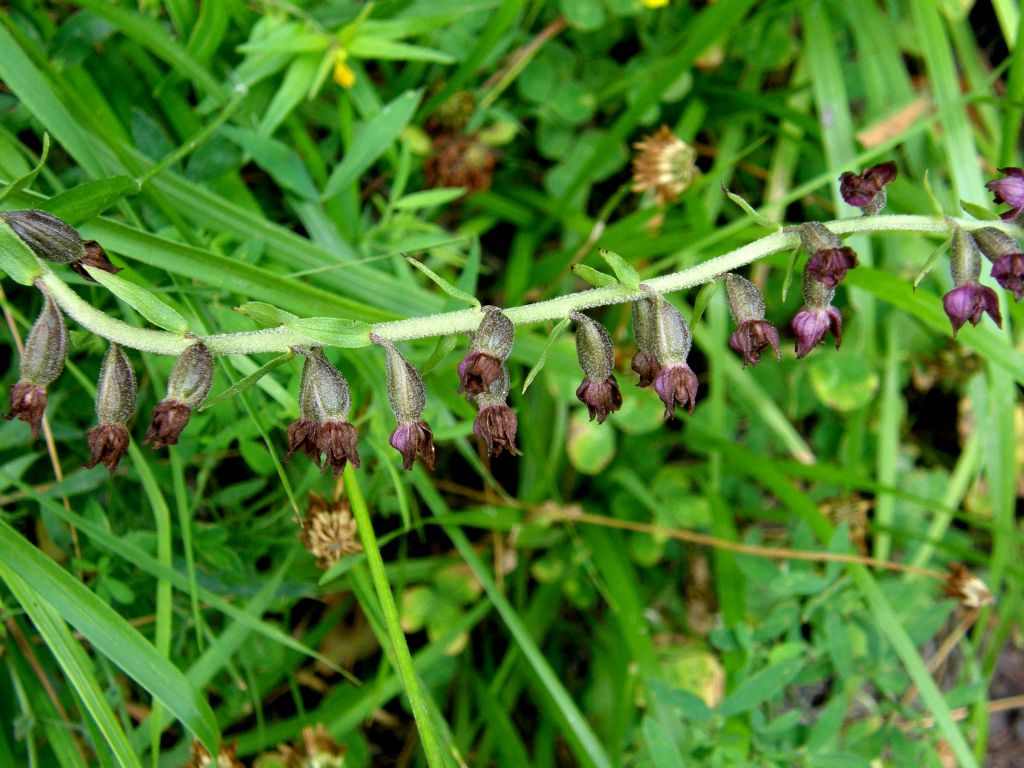 E'' un''orchidea?  S,  Epipactis atrorubens