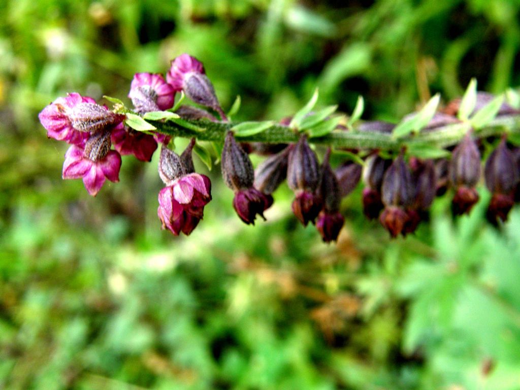 E'' un''orchidea?  S,  Epipactis atrorubens