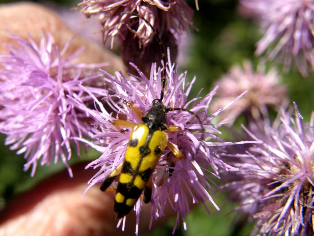 Giallo e nero,...solo o in compagnia:  Rutpela maculata (Cerambycidae)