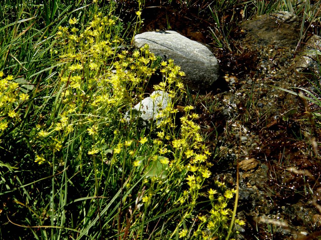 Saxifraga aizoides