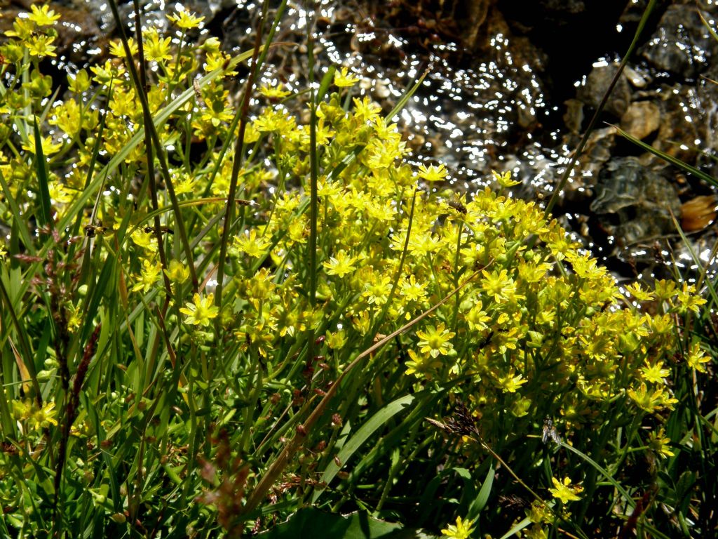 Saxifraga aizoides