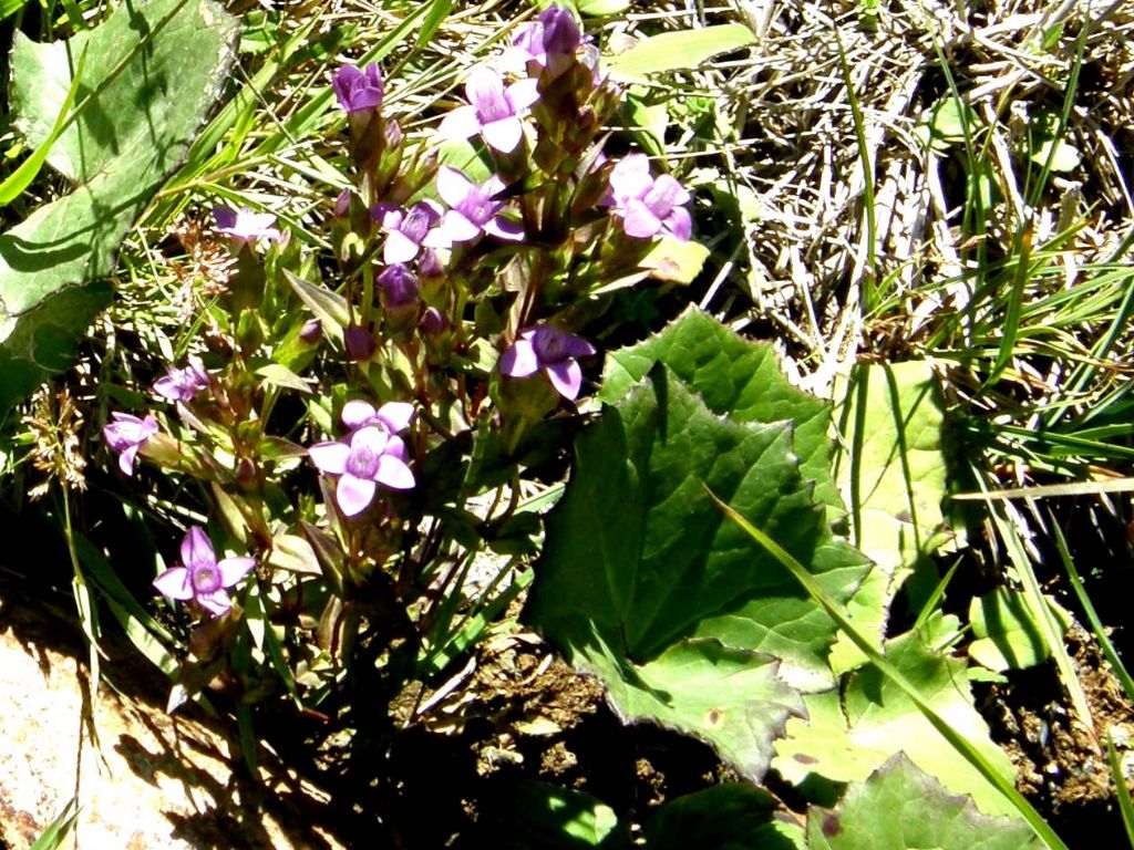 Gentianella campestris