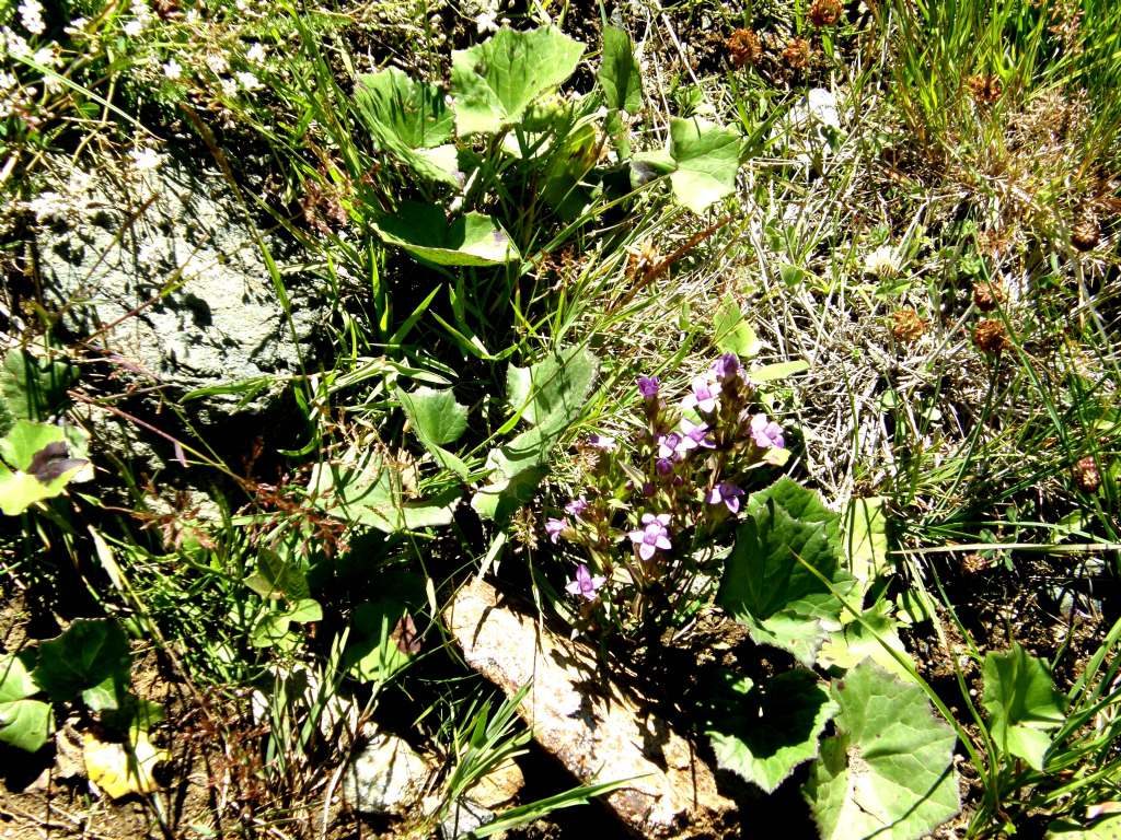 Gentianella campestris