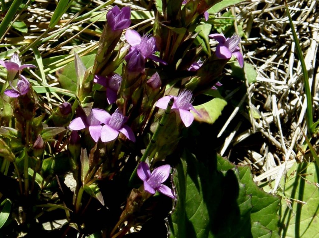 Gentianella campestris