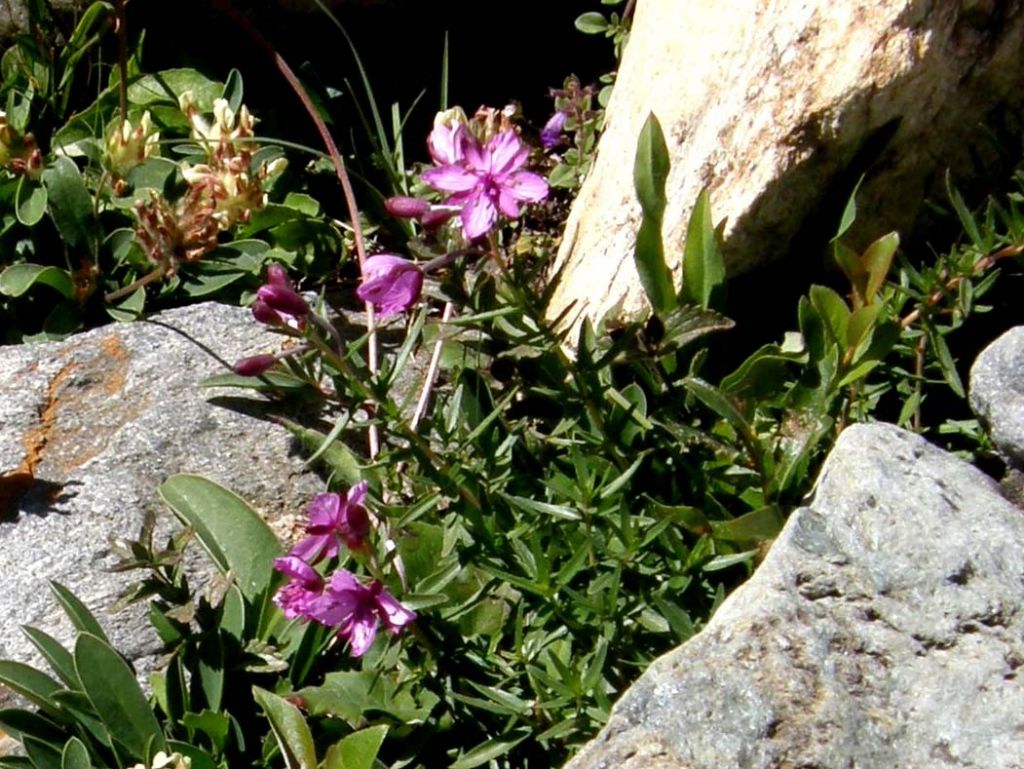 Chamaenerion (ex Epilobium) fleischeri (Myrtales - Onagraceae)