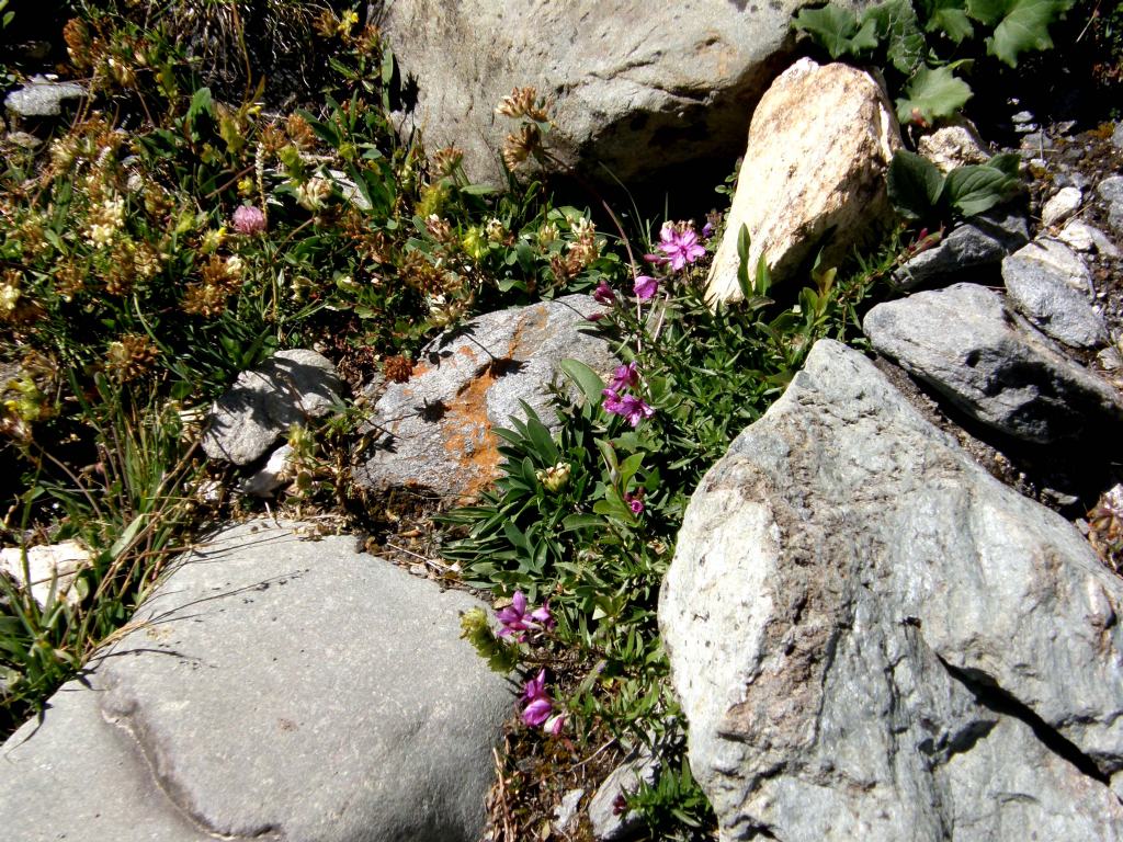 Chamaenerion (ex Epilobium) fleischeri (Myrtales - Onagraceae)