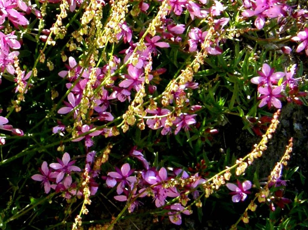 Chamaenerion (ex Epilobium) sp. (Myrtales - Onagraceae)