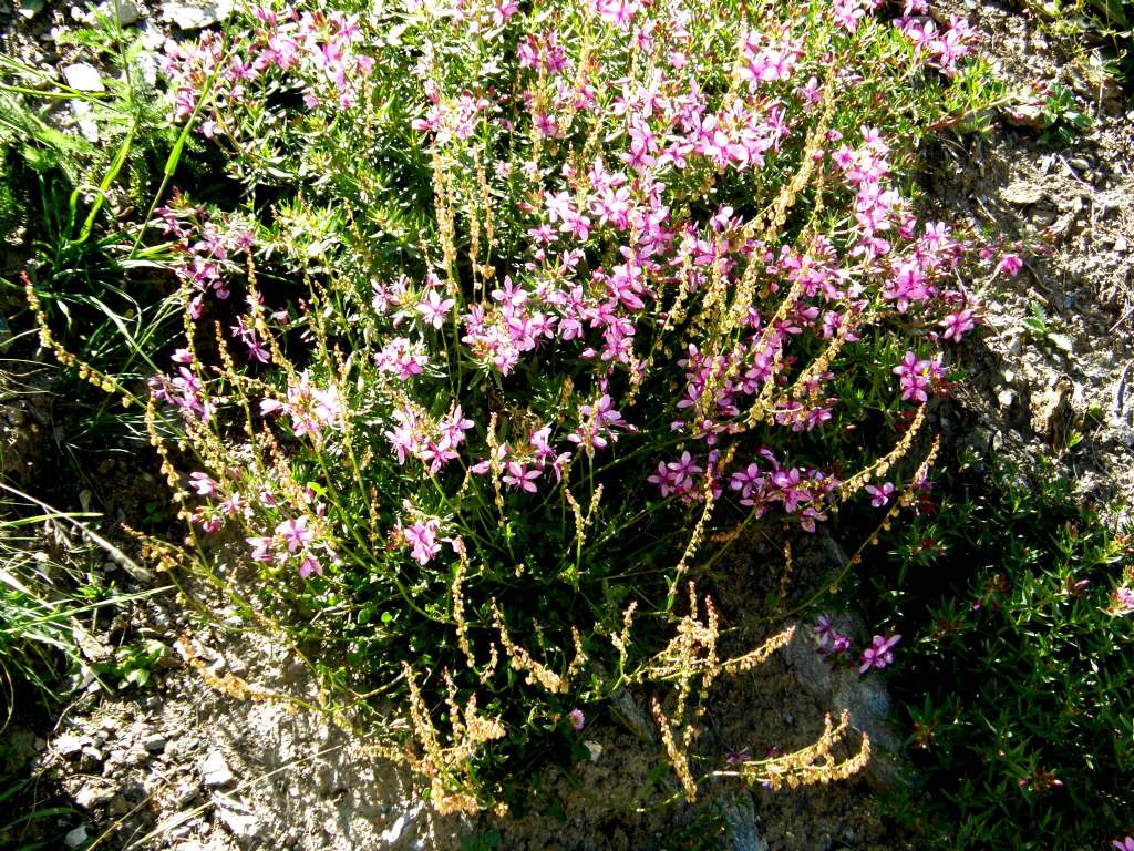 Chamaenerion (ex Epilobium) sp. (Myrtales - Onagraceae)