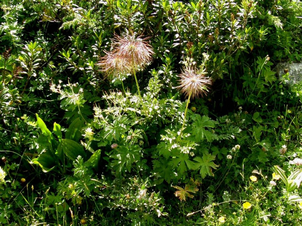 Infruttiscenza di Pulsatilla alpina