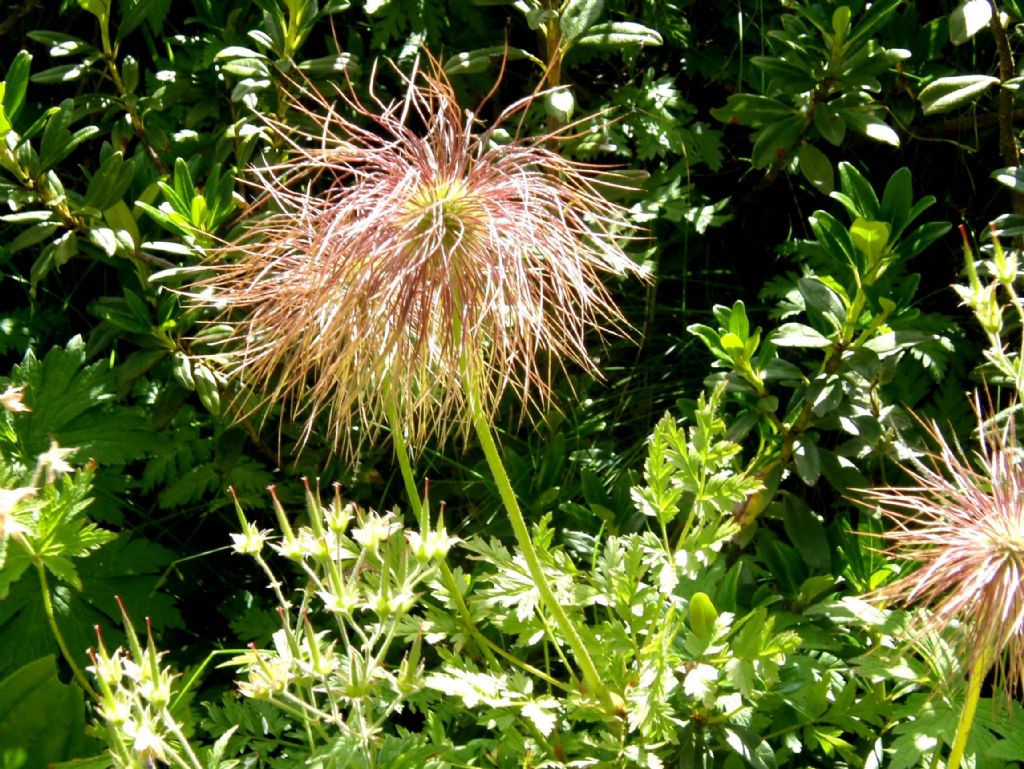 Infruttiscenza di Pulsatilla alpina