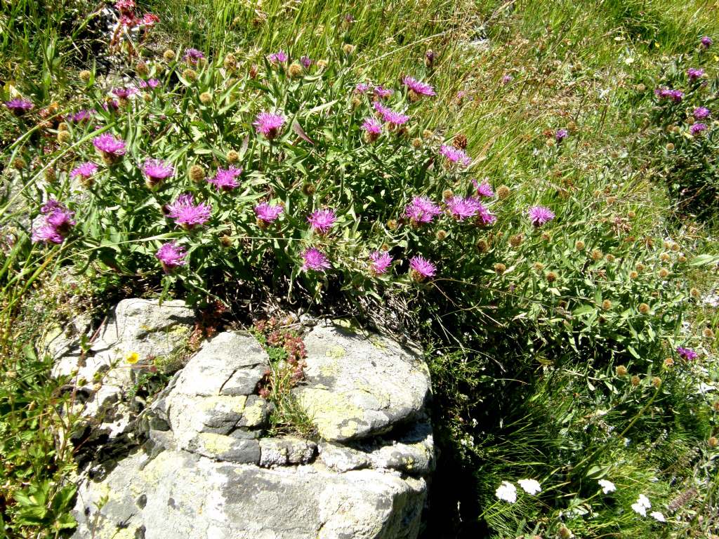 Centaurea nervosa