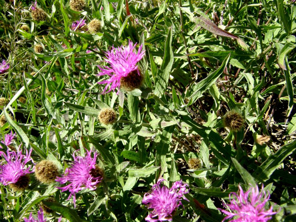 Centaurea nervosa