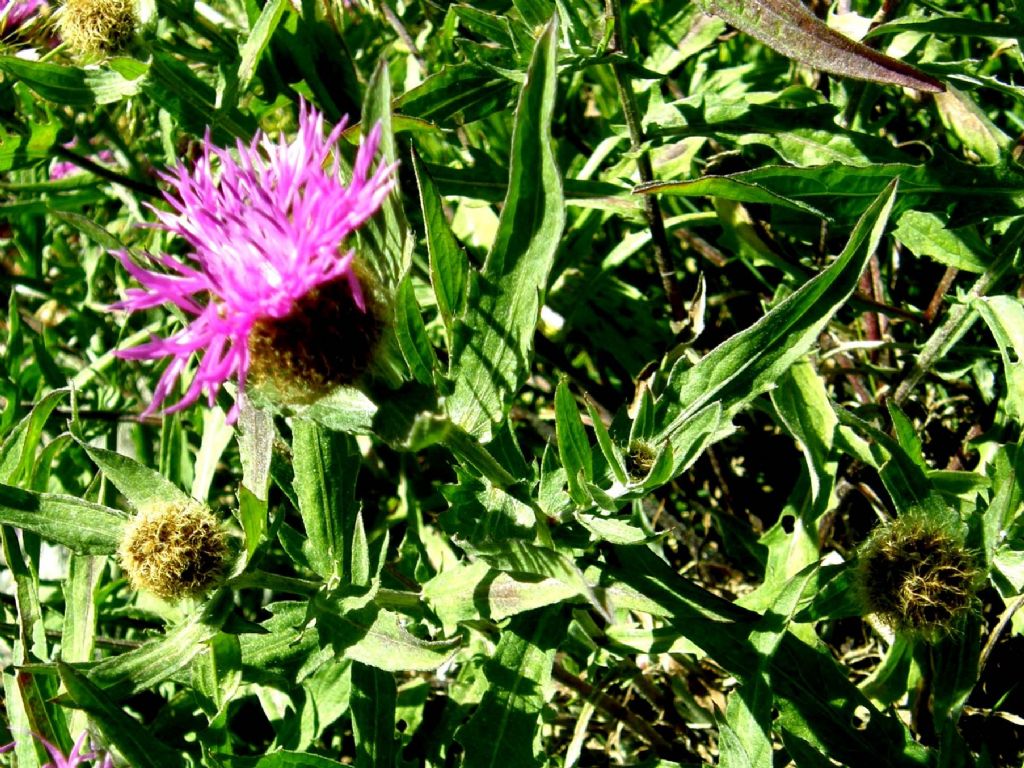 Centaurea nervosa