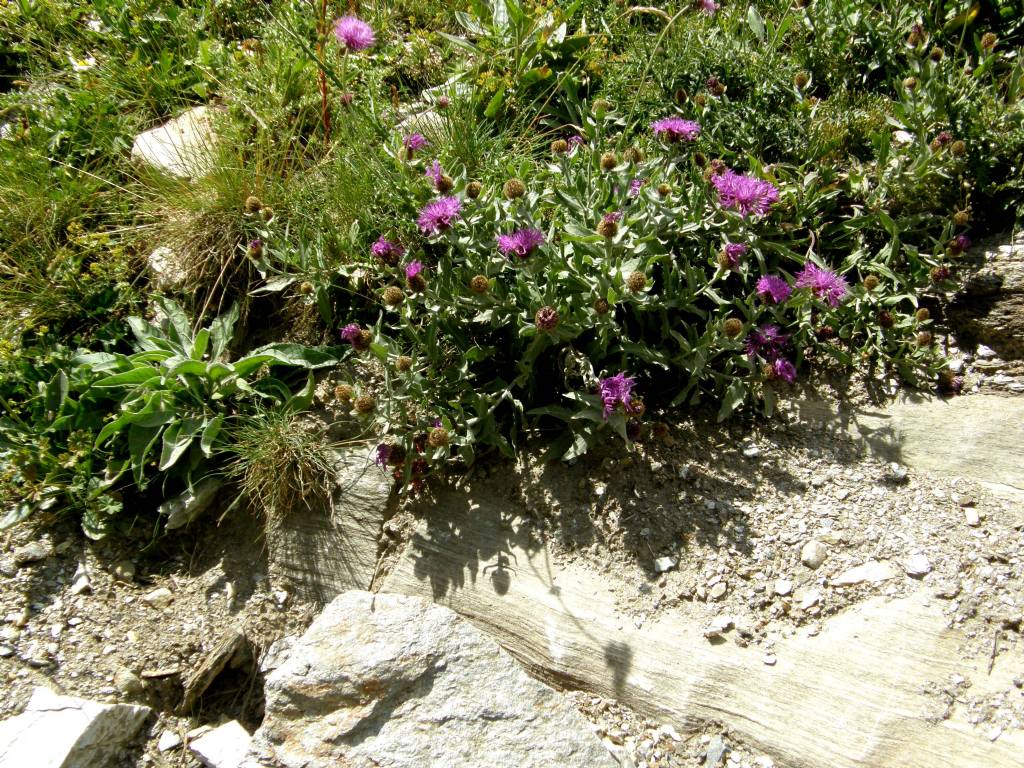 Centaurea nervosa