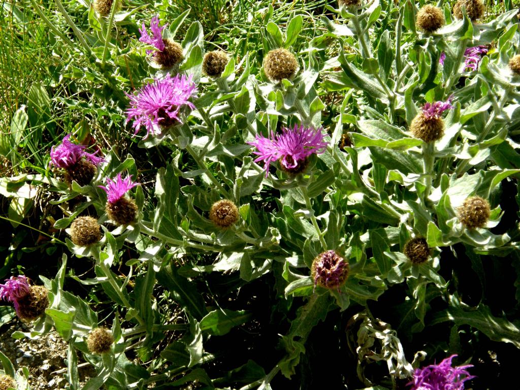 Centaurea nervosa