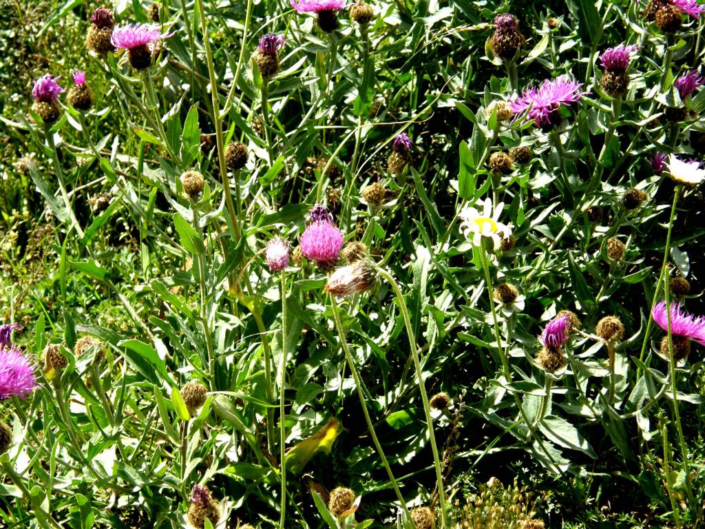 Centaurea nervosa