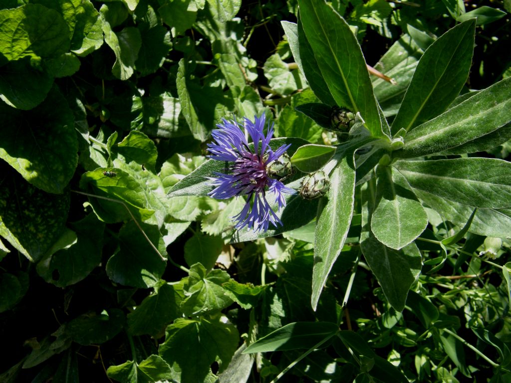 Centaurea nervosa