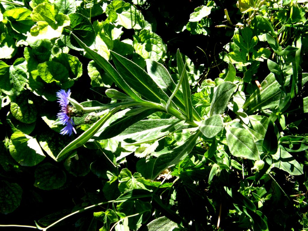 Centaurea nervosa