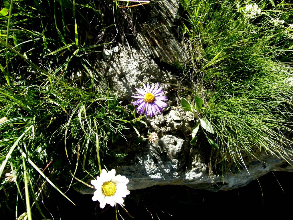 Aster alpinus