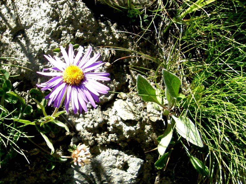 Aster alpinus