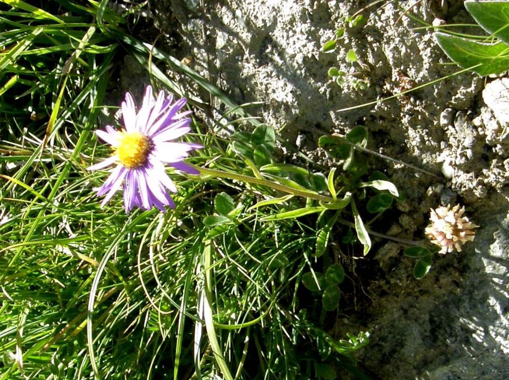 Aster alpinus