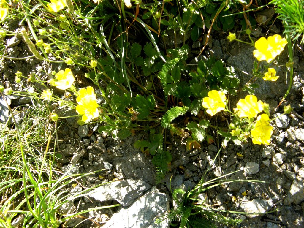 Ranunculus sp. (Ranunculaceae)