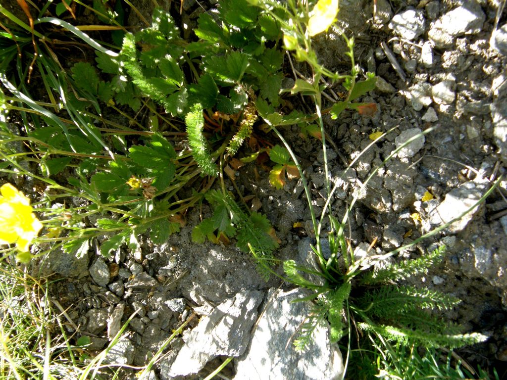 Ranunculus sp. (Ranunculaceae)