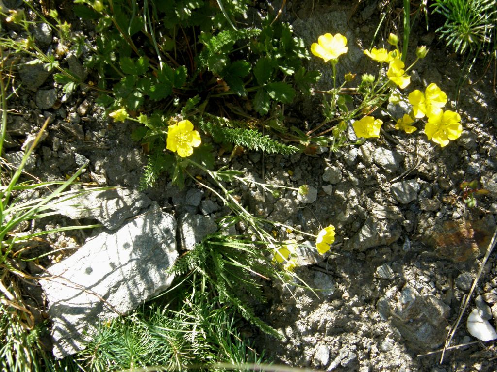 Ranunculus sp. (Ranunculaceae)