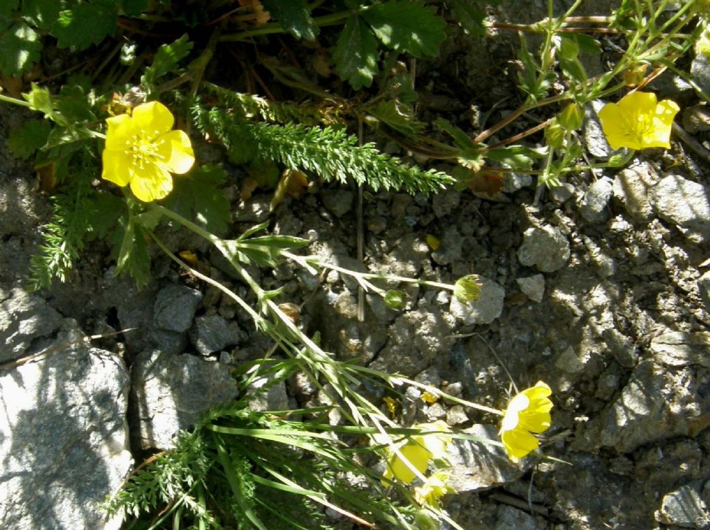 Ranunculus sp. (Ranunculaceae)