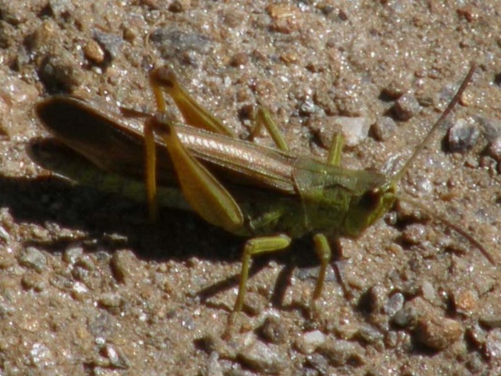 femmina di Stauroderus scalaris