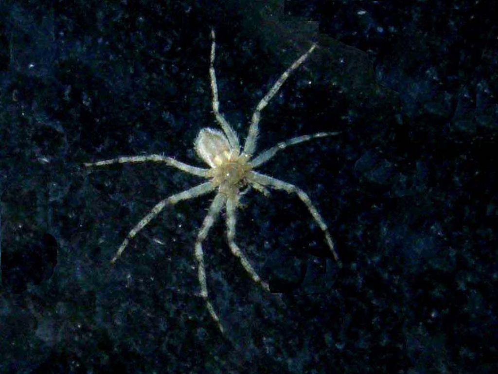 Philodromus sp.