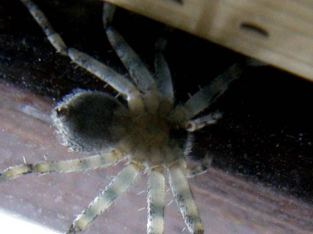 Philodromus sp.