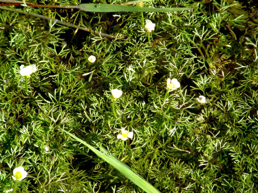 Pianta acquatica - Ranunculus cfr. trichophyllus (Ranunculaceae)