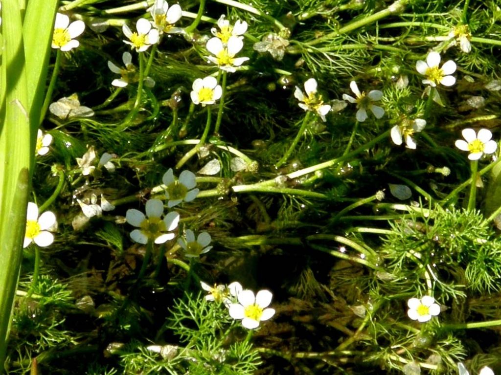 Pianta acquatica - Ranunculus cfr. trichophyllus (Ranunculaceae)