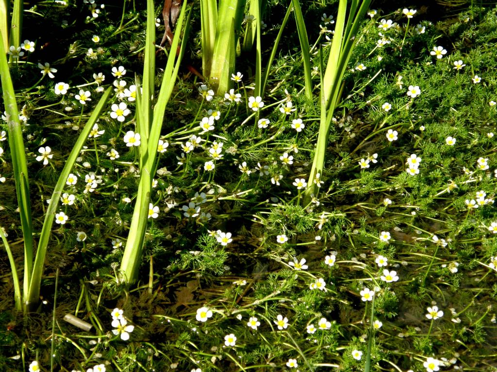 Pianta acquatica - Ranunculus cfr. trichophyllus (Ranunculaceae)